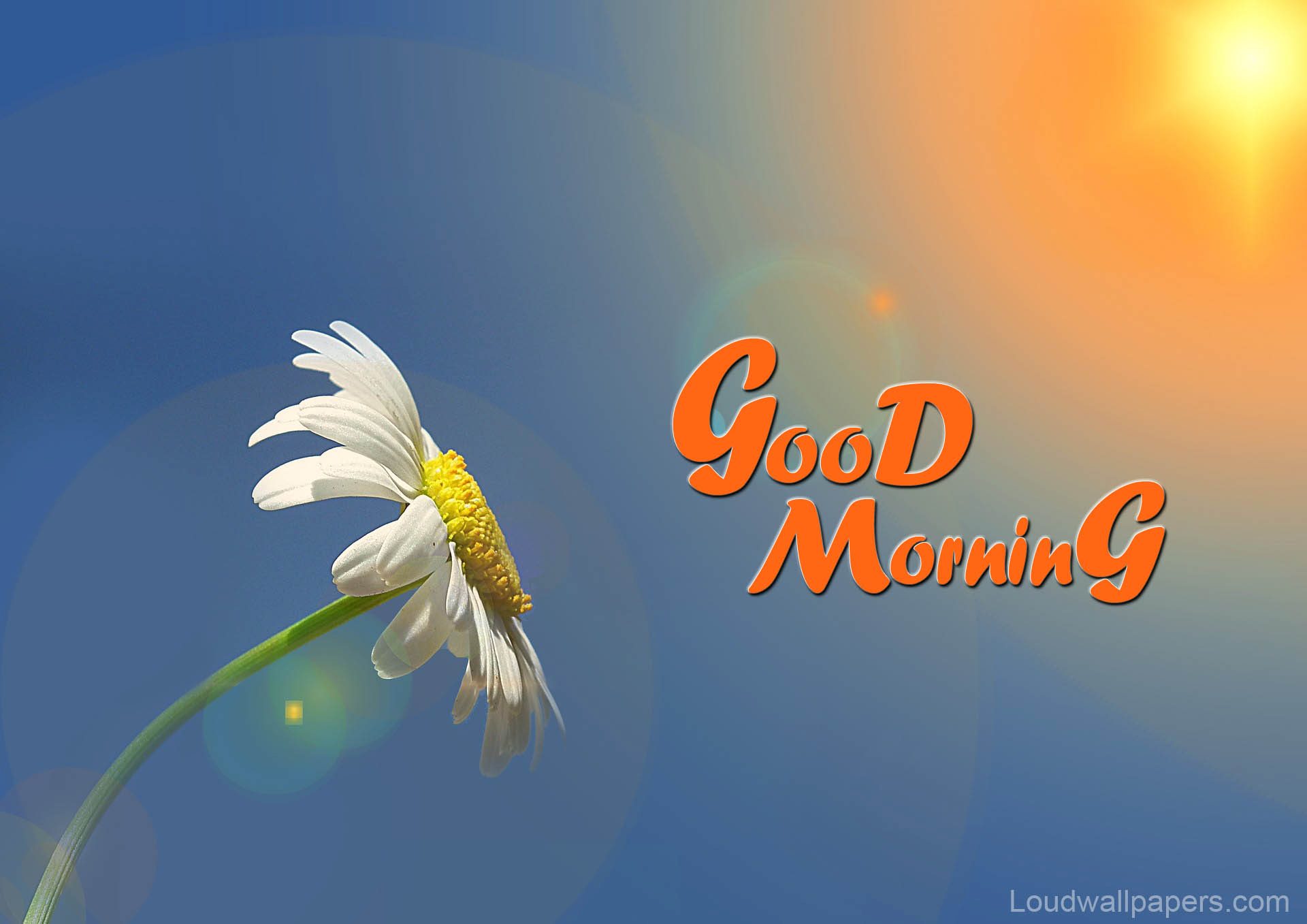 During Sunrise Good Morning Flower Wallpaper In High - Beautiful Good