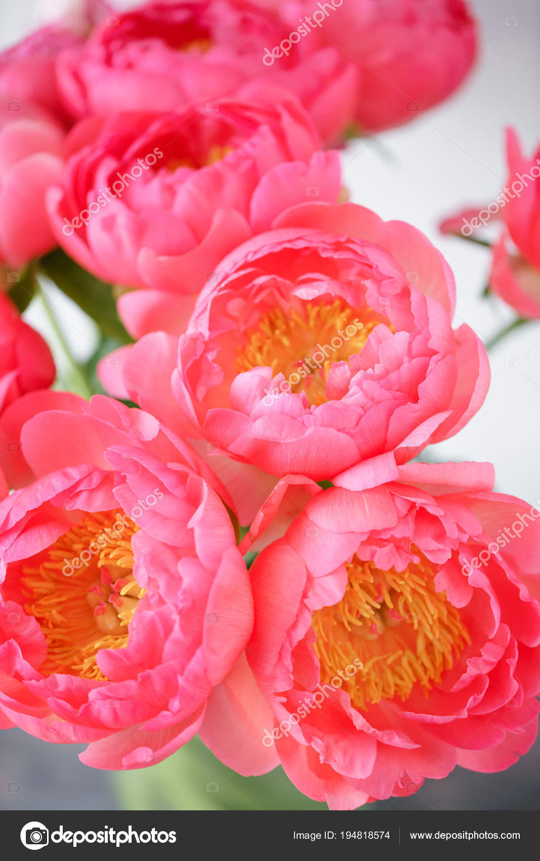 Lovely Flowers In Glass Vase Beautiful Bouquet Of Peonies - High Def Coral Charm Peonies - HD Wallpaper 