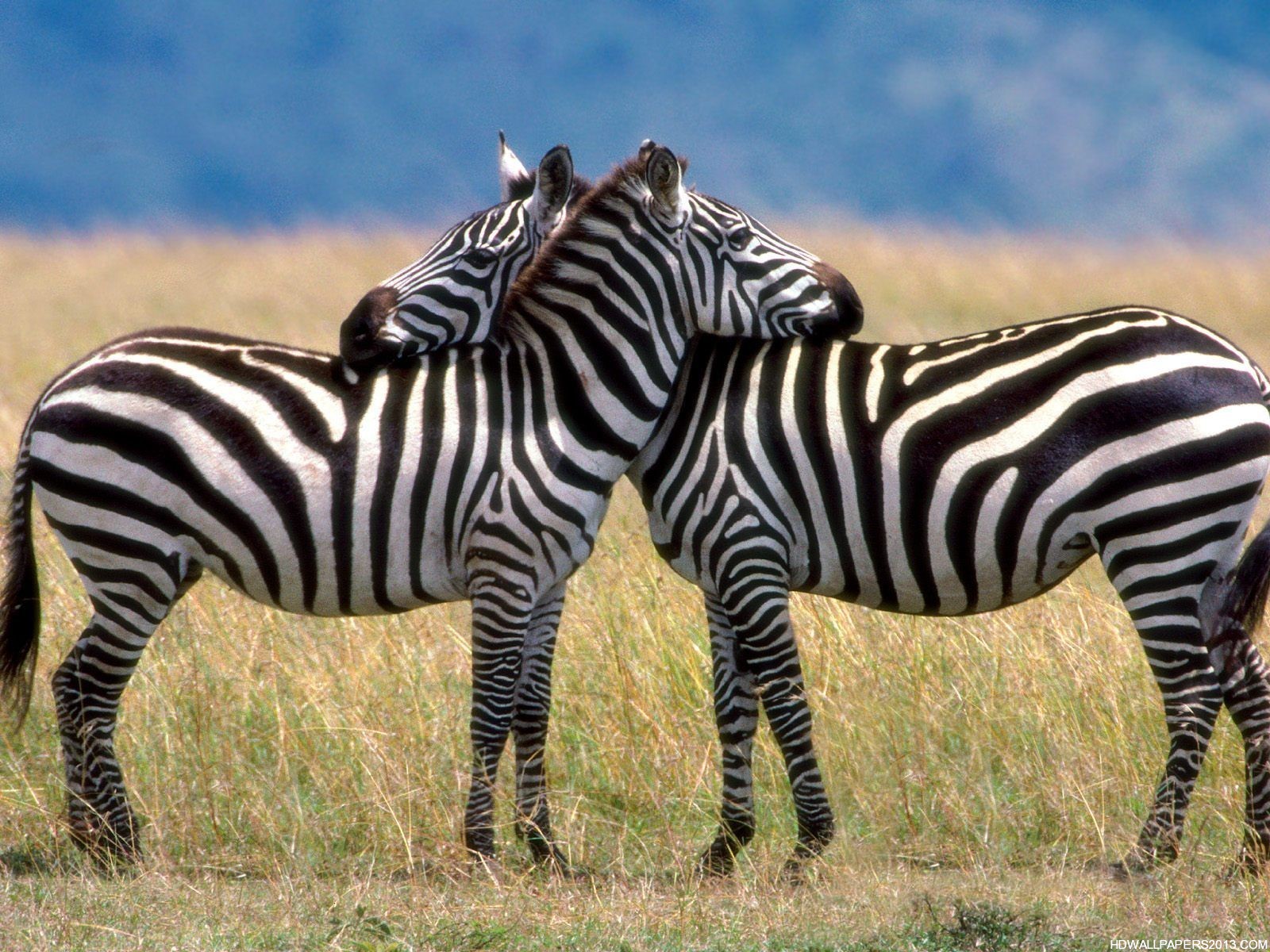Free Zebra Wallpaper Hd - Zebra Love - HD Wallpaper 