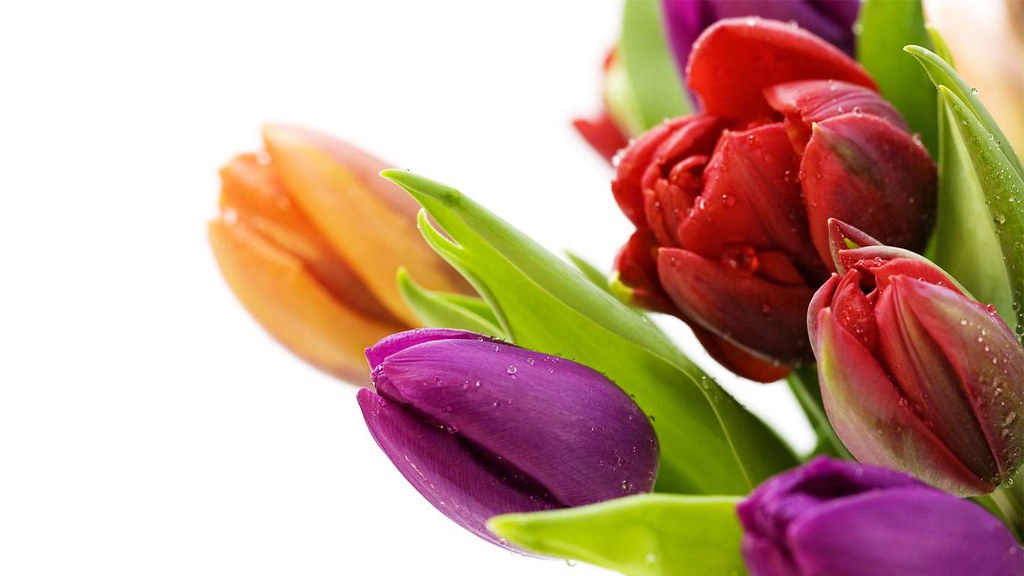 Beautiful Flowers Images Hd Free Download - HD Wallpaper 