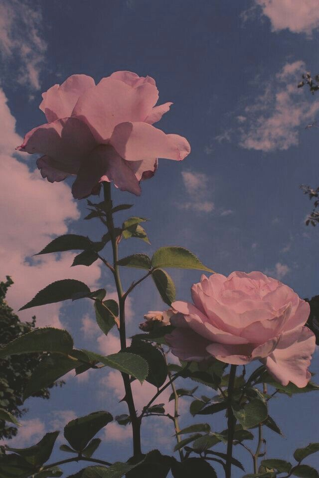 Rose Aesthetic Background - HD Wallpaper 