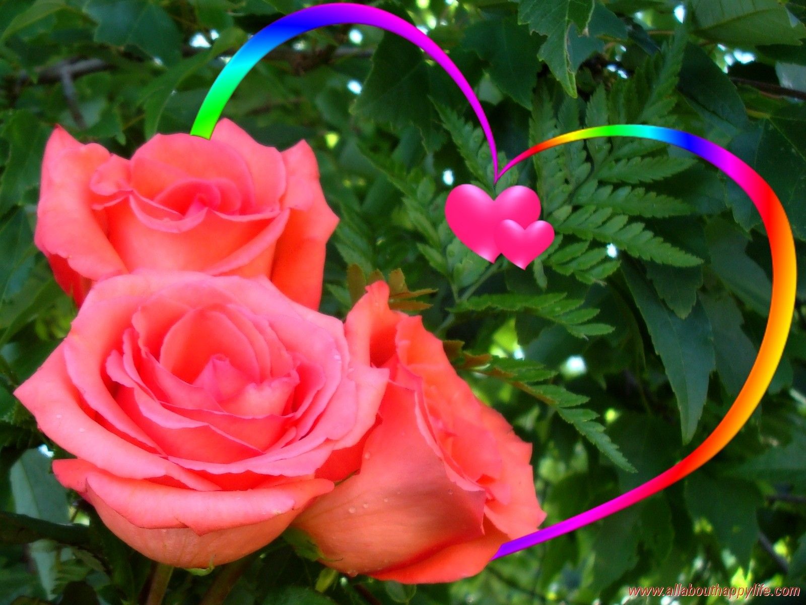 Rose Wallpaper Love Beautiful Flowers - HD Wallpaper 