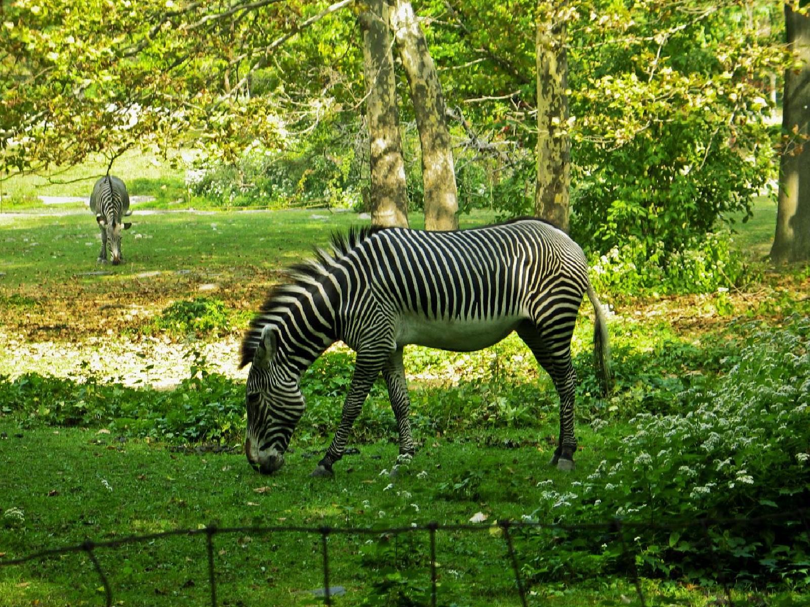 Hd Zebra In Nature - HD Wallpaper 