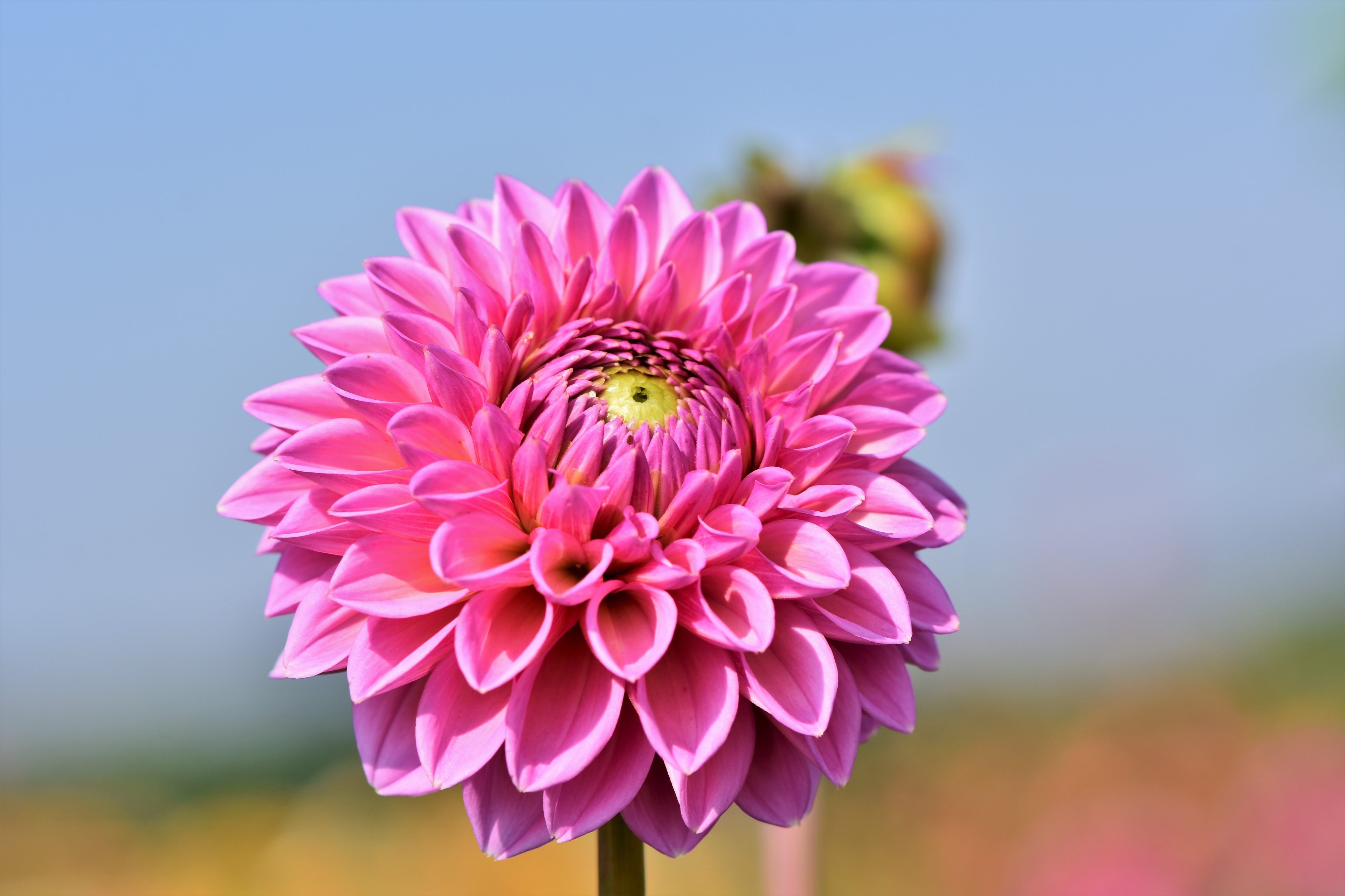 006 Best Dahlia Flower Wallpaper 4k Resolution - Best Flower Wallpaper Hd 4k - 3840x2560 Wallpaper 006 Best Dahlia Flower Wallpaper 4k Resolution - Best Flower Wallpaper Hd 4k - 3840x2560 Wallpaper