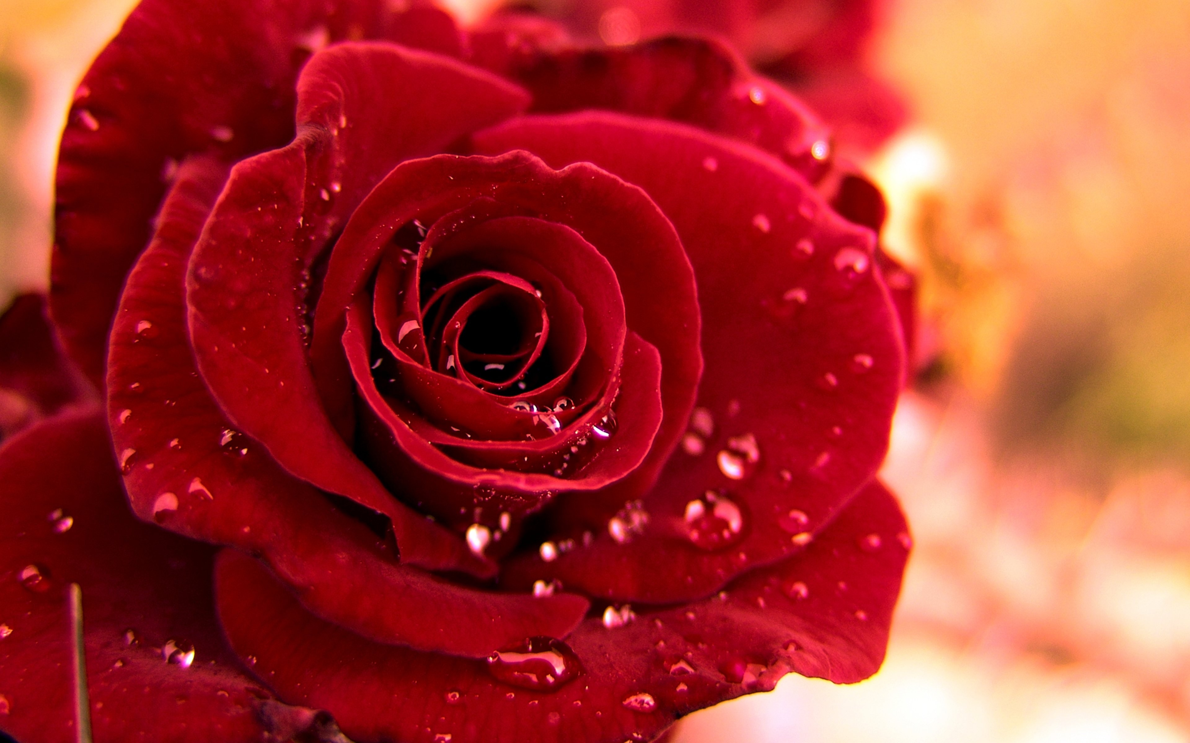 Flower, Purple, Rose, Life, Free Stock Photos Rose - Red Rose With Water Drops Hd - HD Wallpaper 