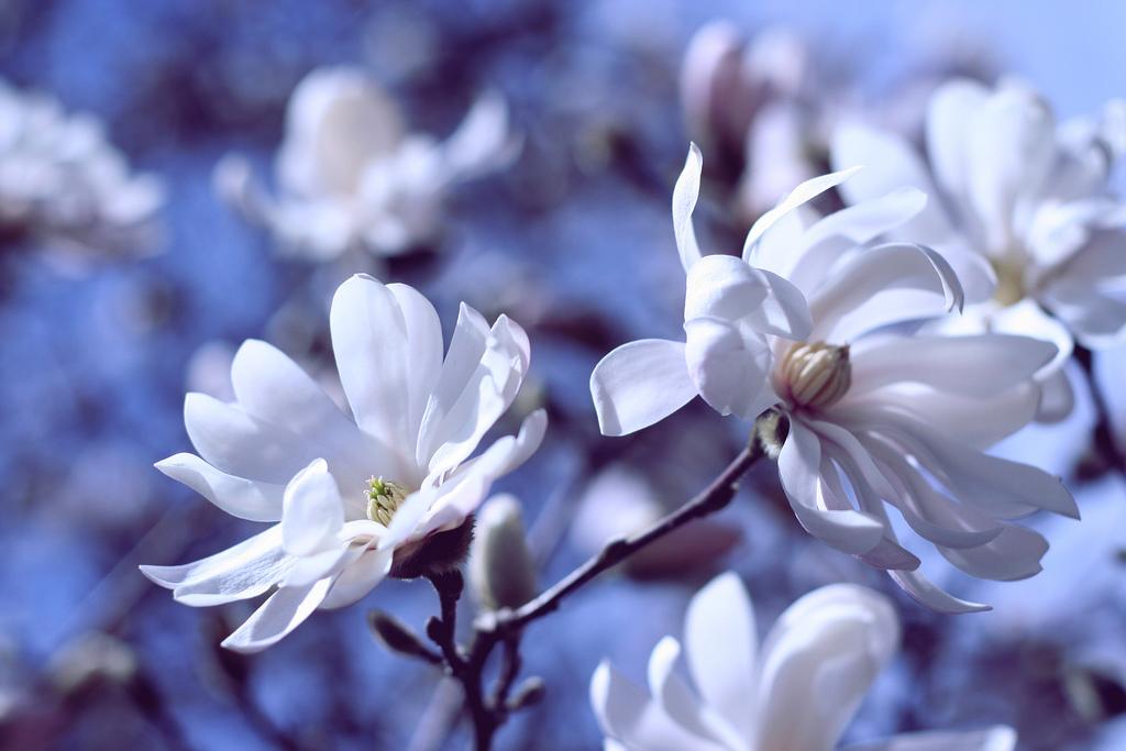 Spring Wallpapers - تصویر زمینه شکوفه بهاری - HD Wallpaper 