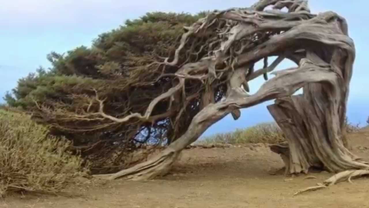 Amazing Tree Wallpaper - El Hierro Sabinar - HD Wallpaper 