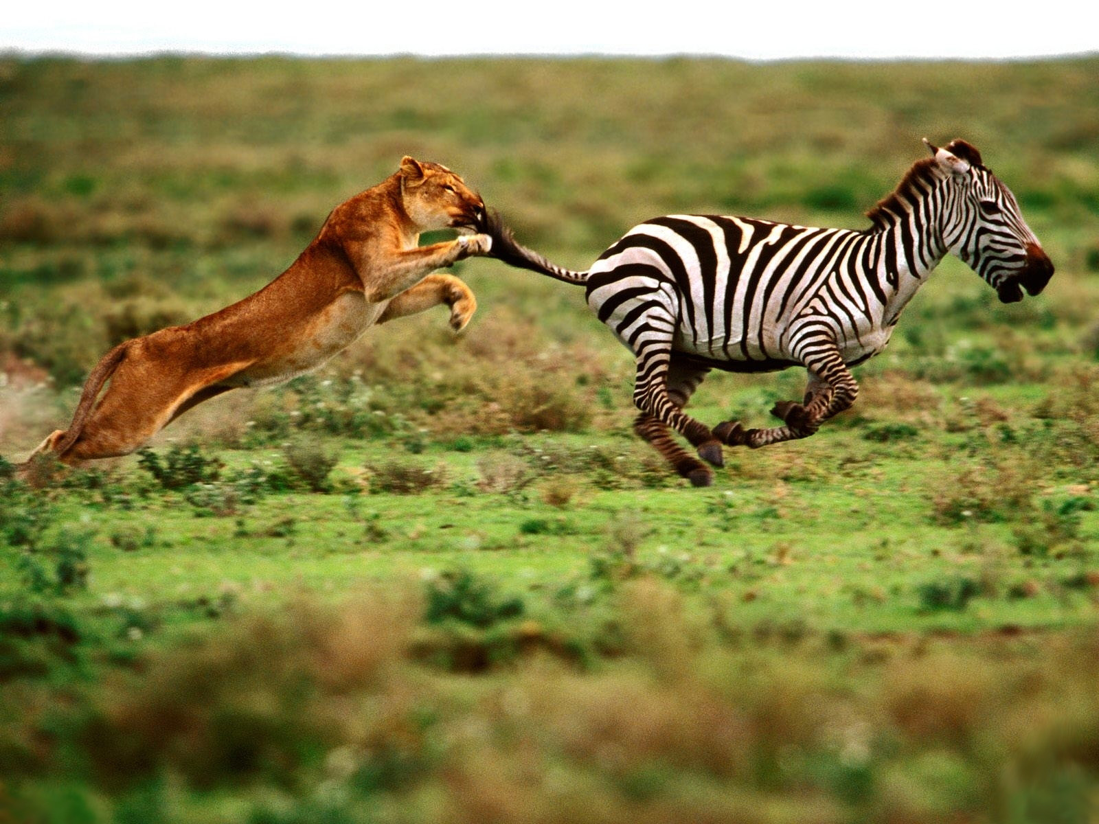 Lion Running After Zebra - HD Wallpaper 