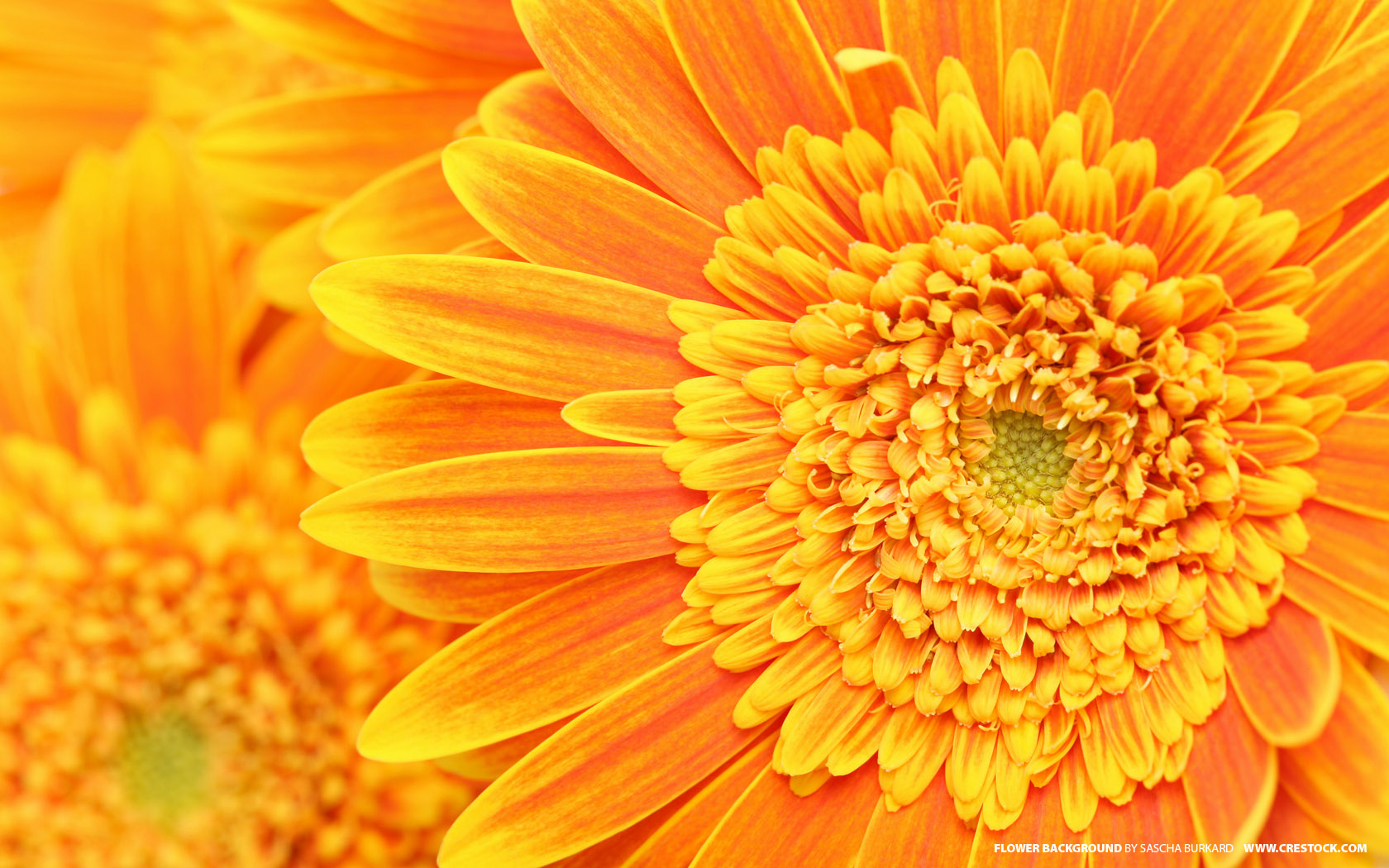 Orange Flower Background - High Resolution Flower Textures - HD Wallpaper 