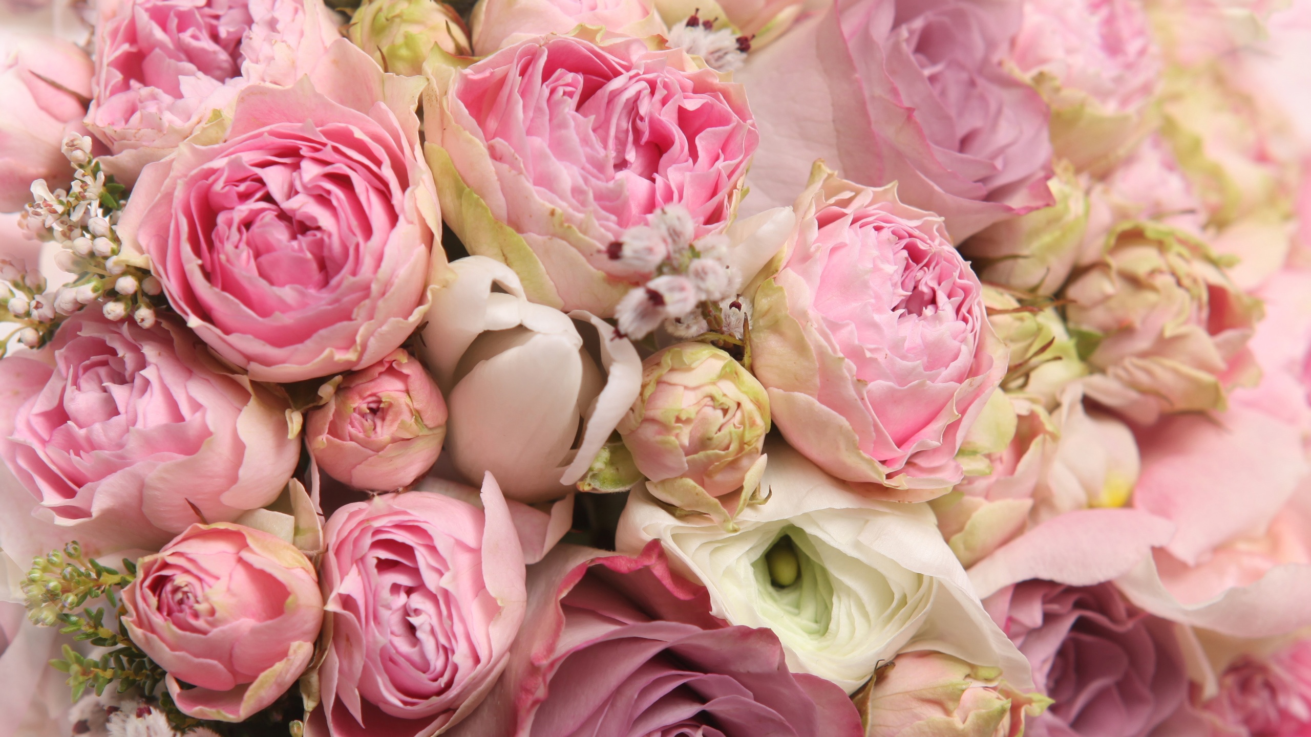 Rose Beautiful Rose Wallpaper Flowers - HD Wallpaper 