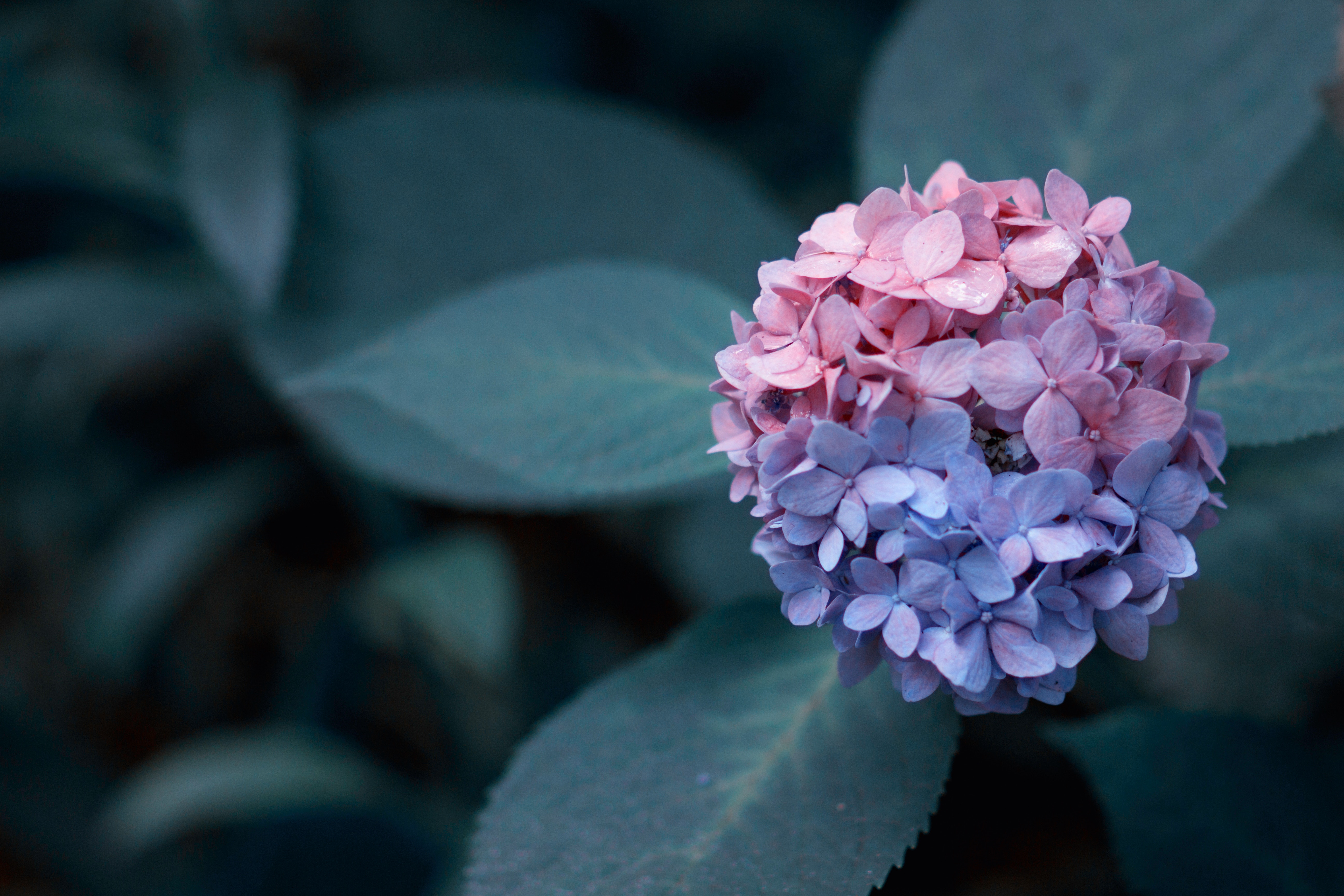 Hydrangea Flower Photography - HD Wallpaper 