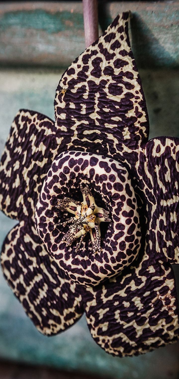 Cactus Flower Unusual Spotted Wallpaper - Cactus Flowers Unusual Purple - HD Wallpaper 