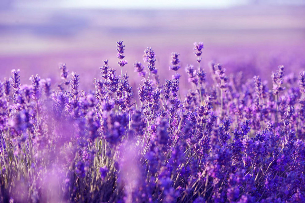 Lovely Flowers Wallpaper Garden Landscape Design Pictures - Lavender Desktop - HD Wallpaper 