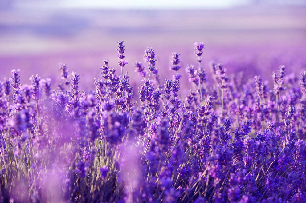 Lovely Flowers Wallpaper Garden Landscape Design Pictures - Lavender Desktop - 993x660 Wallpaper Lovely Flowers Wallpaper Garden Landscape Design Pictures - Lavender Desktop - 993x660 Wallpaper