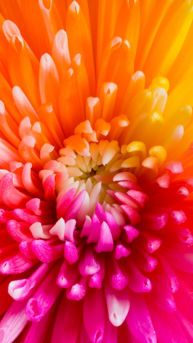 Colourful Flowers, 4k, Hd Wallpaper, Flowers - Pink And Orange Flower - HD Wallpaper 