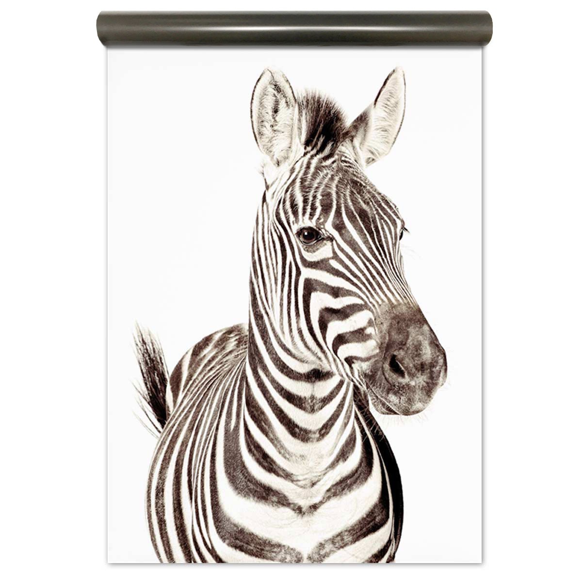 Poster Zebra - HD Wallpaper 