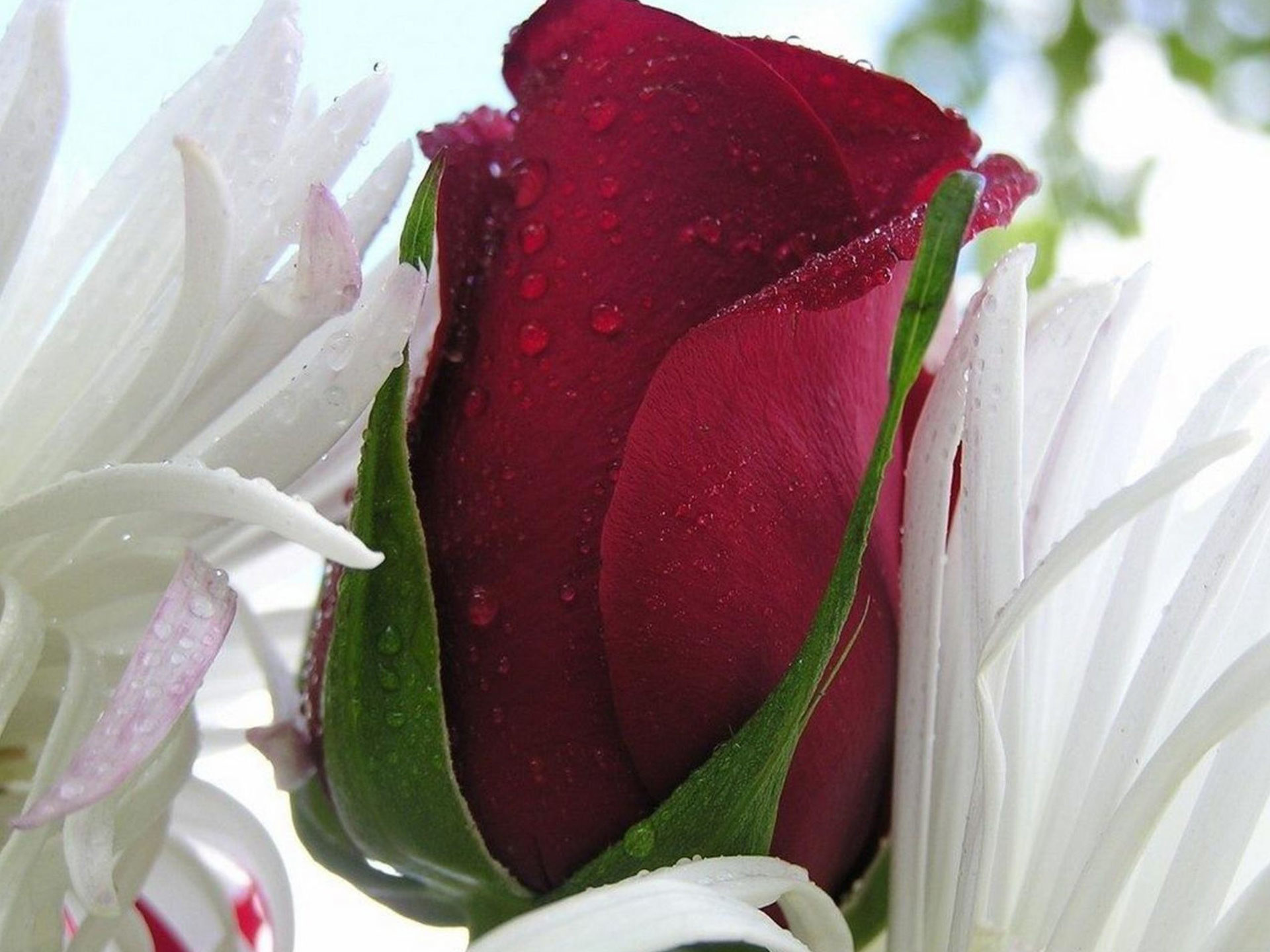 Data-src - Most Beautiful Rose Flower - HD Wallpaper 