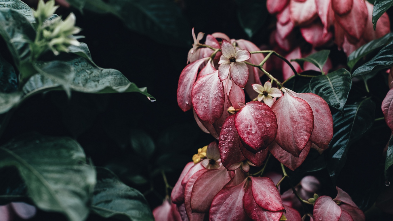 Wallpaper Flowers, Drops, Bush, Elegant - Photography Logo With Flowers - HD Wallpaper 