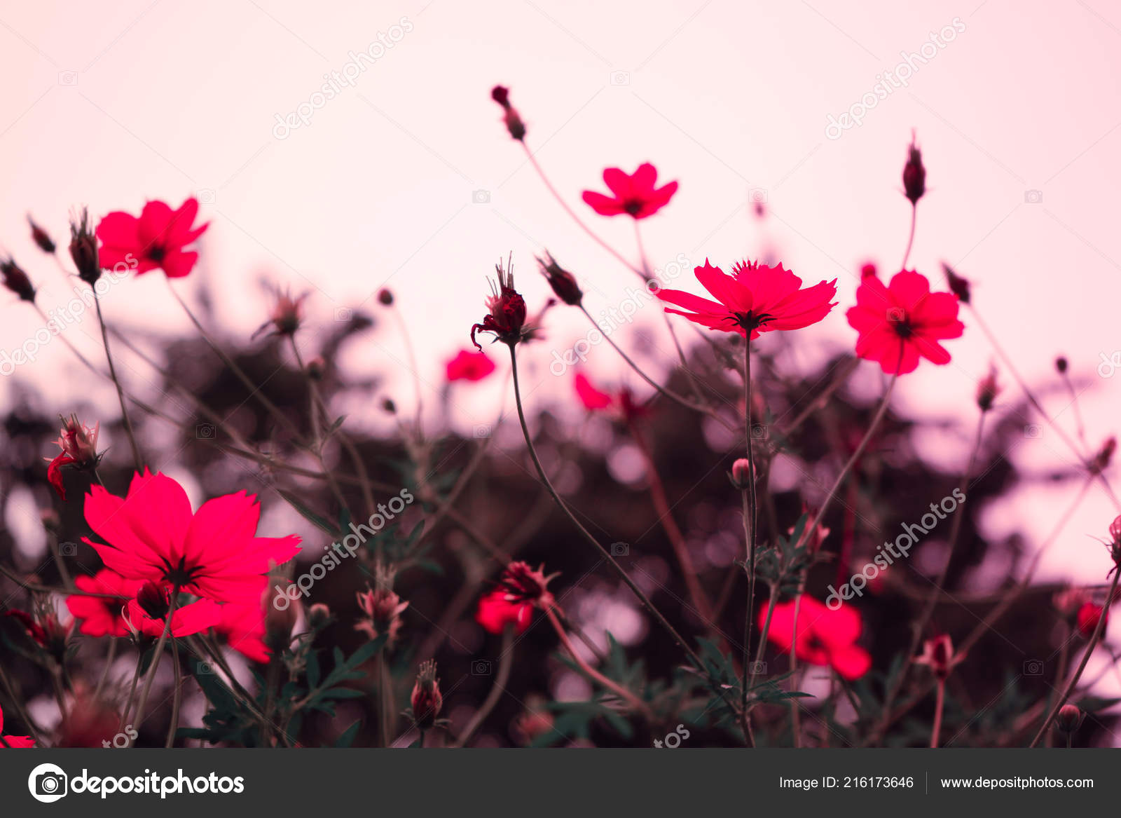 Flower Background Stock Photo Nature - HD Wallpaper 