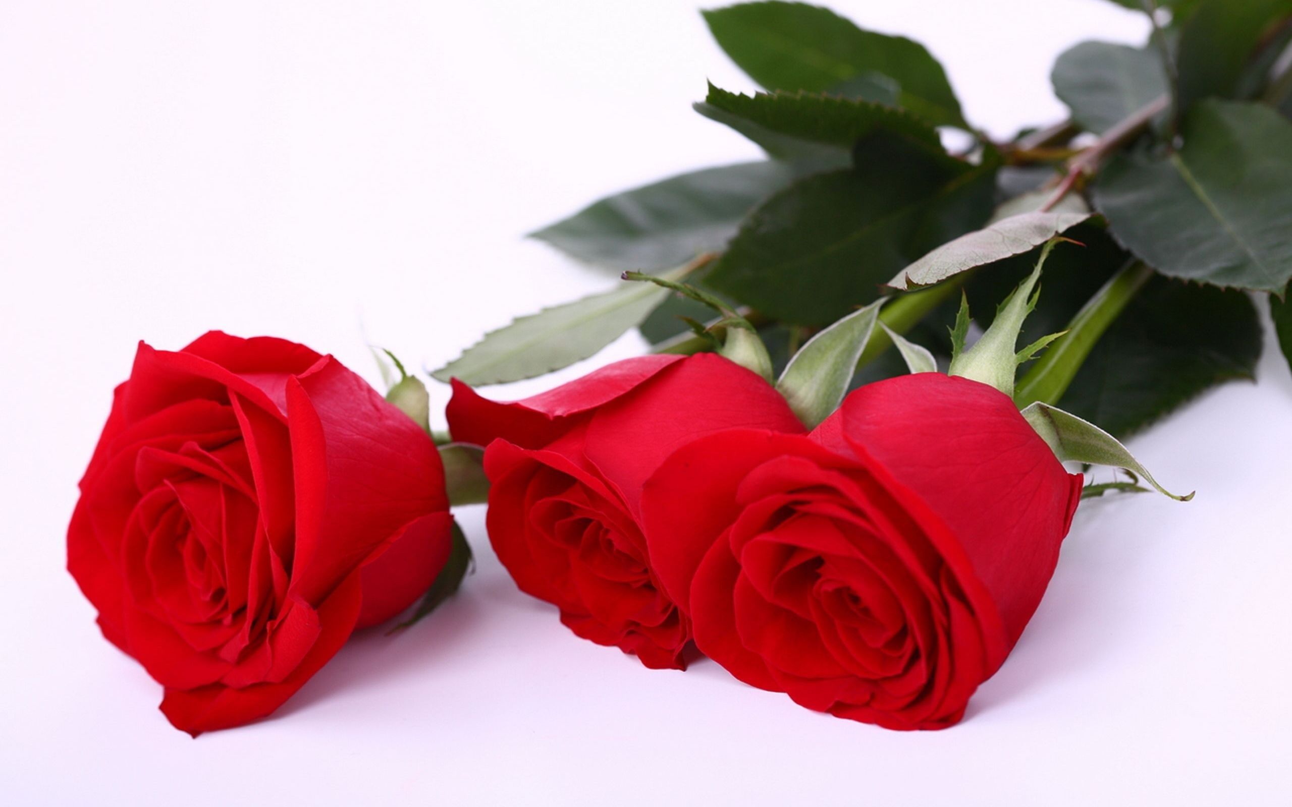 Beautiful Red Rose Images Hd - HD Wallpaper 