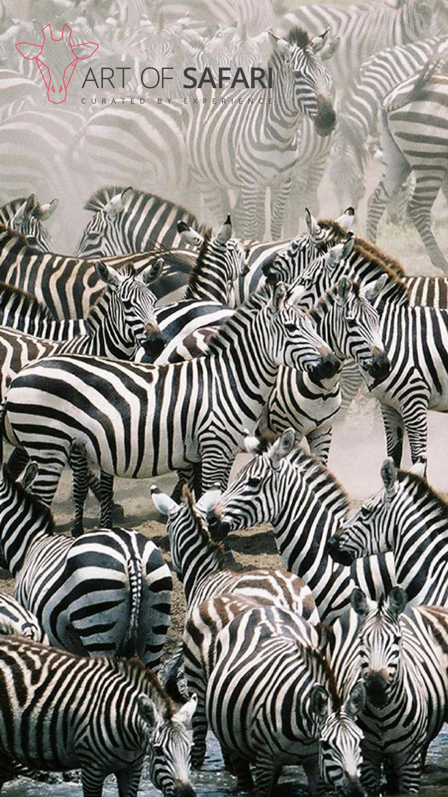 Stand Out From The Crowd Zebra - HD Wallpaper 