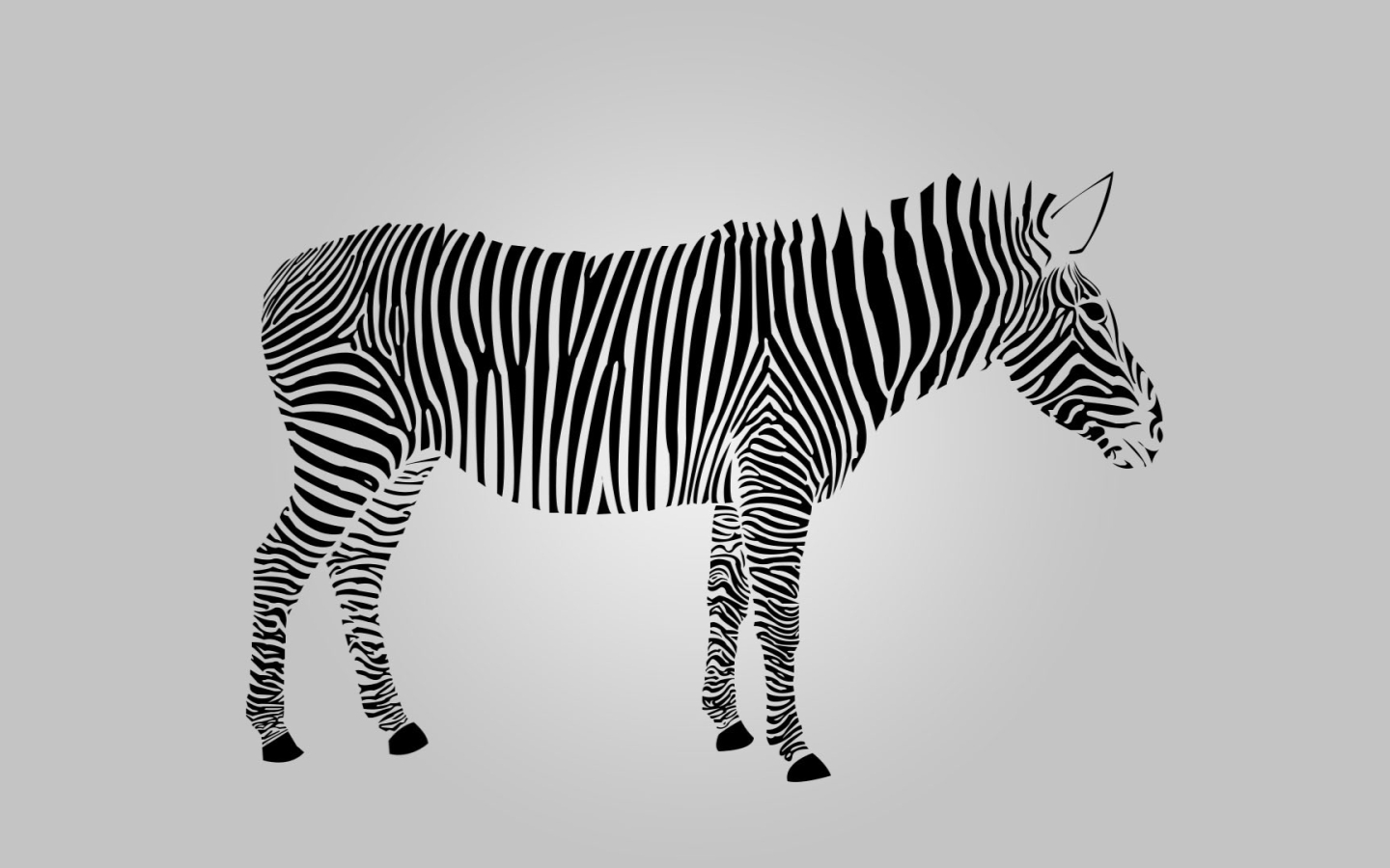 Zebra High Definition - HD Wallpaper 