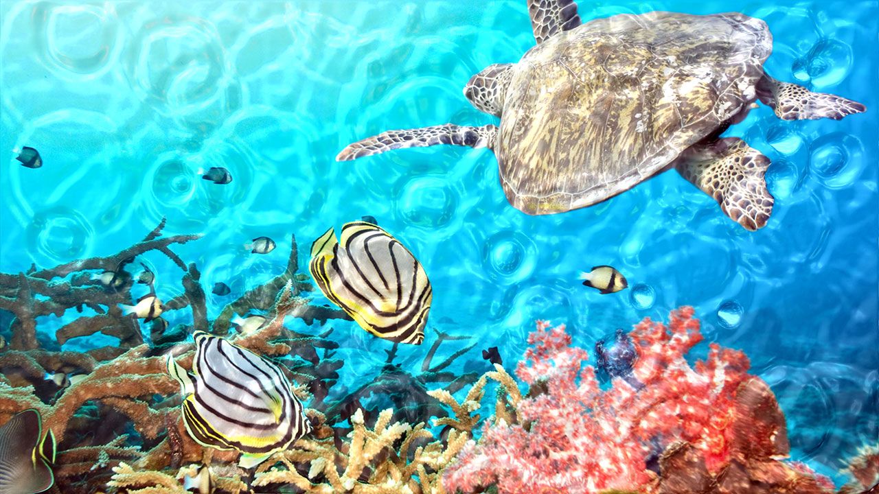 Turtle Swimming With Fish - HD Wallpaper 