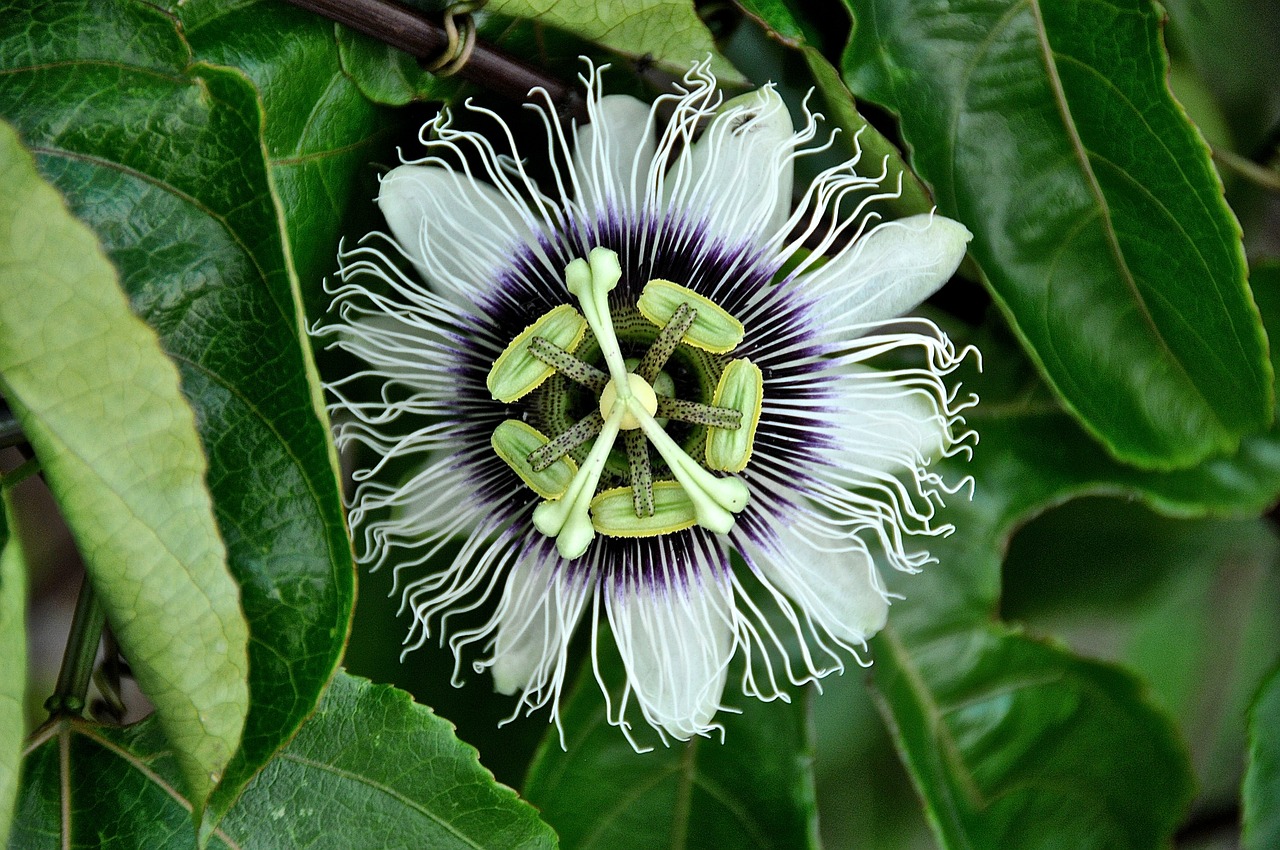 Passion Flowers - Passion Flower Types - HD Wallpaper 