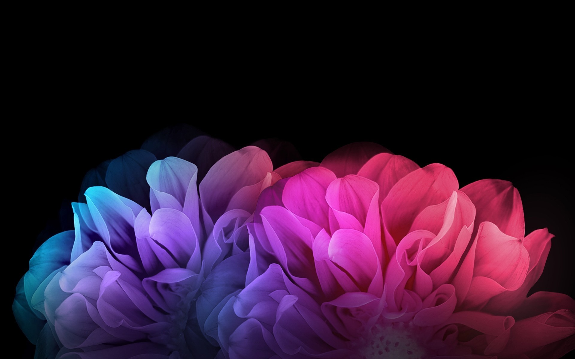 Colorful Flowers Dark Background Wallpapers - Flower Black Background Hd - HD Wallpaper 