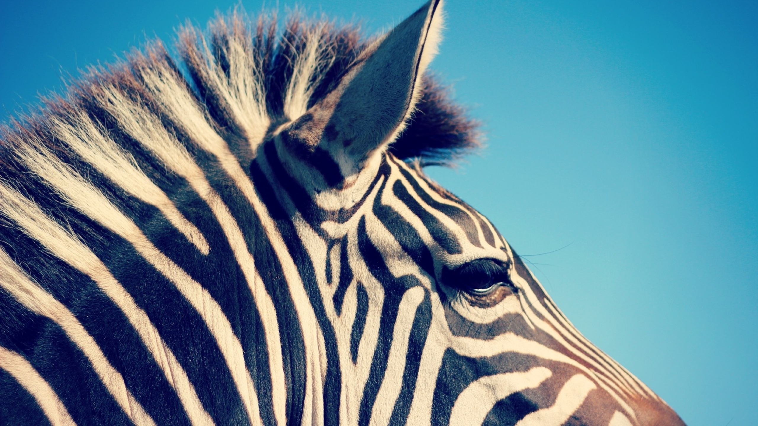 Free Download Zebra Wallpaper Hd - Zebra Full Hd - HD Wallpaper 
