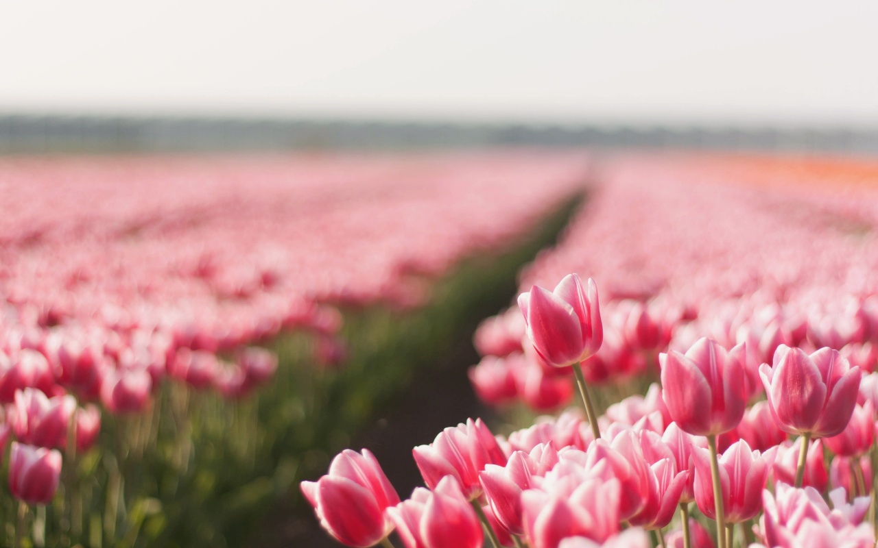 Moons Flower Flower Wallpaper Tumblr - Tulip Field Wallpaper Desktop - HD Wallpaper 