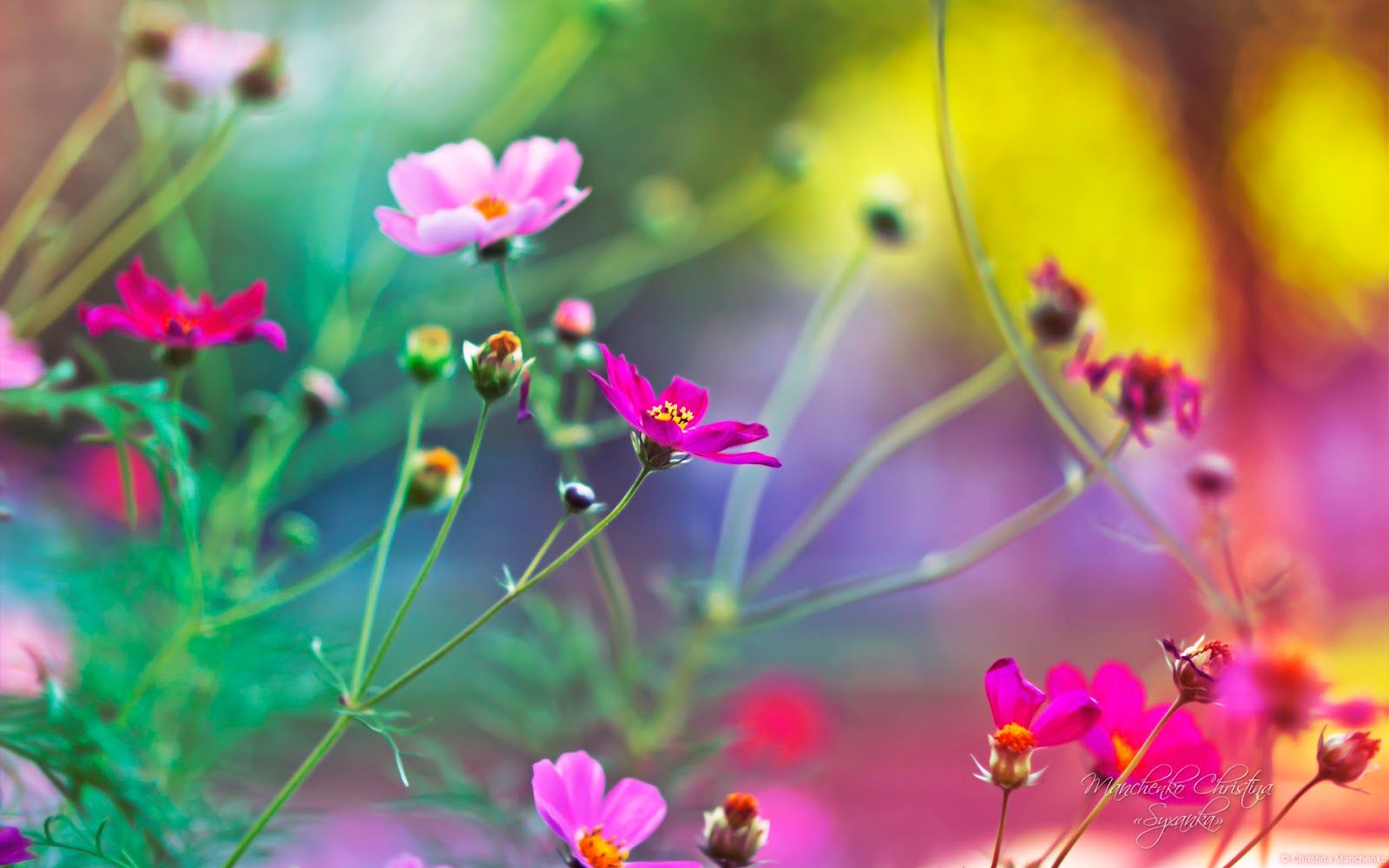 Amazing Flowers - HD Wallpaper 