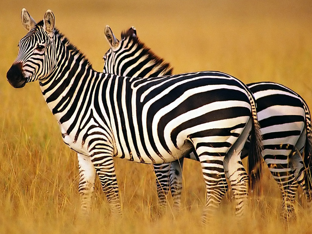 Zebra Wallpapers For Pc Desktop Full Hd Pictures - Zebra Hd Images Download - HD Wallpaper 