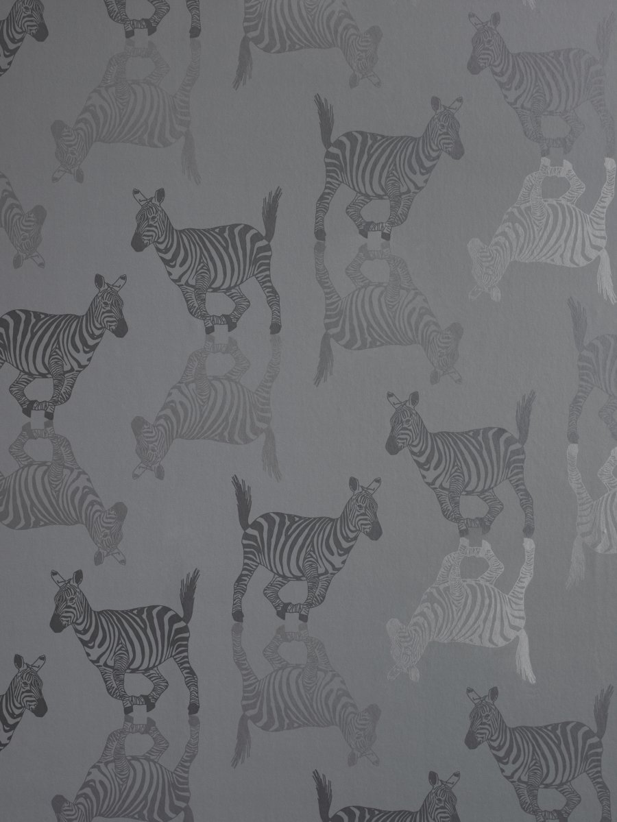 Zebra - HD Wallpaper 