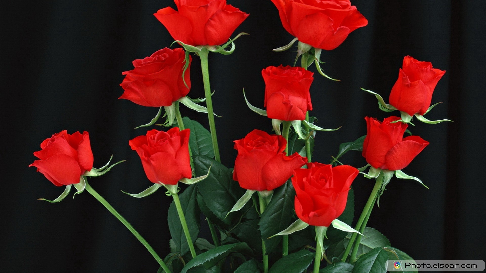 Hd Flower Wallpaper Download Free 
 Data-src /w/full/9/2/e/177614 - Czerwona Róża Dla Ciebie - HD Wallpaper 