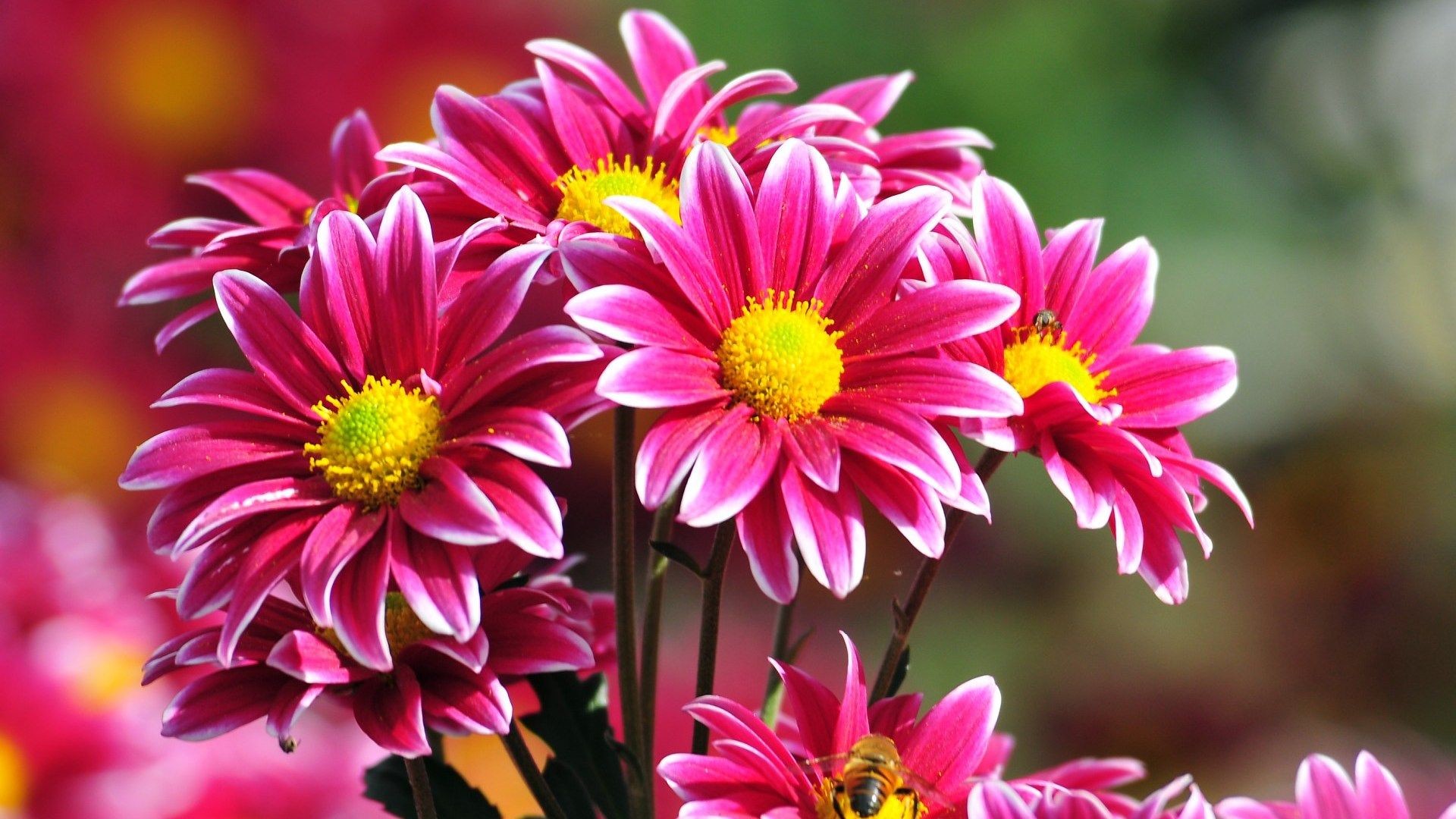 24+ Beautiful Pictures Of Flowers Free Download