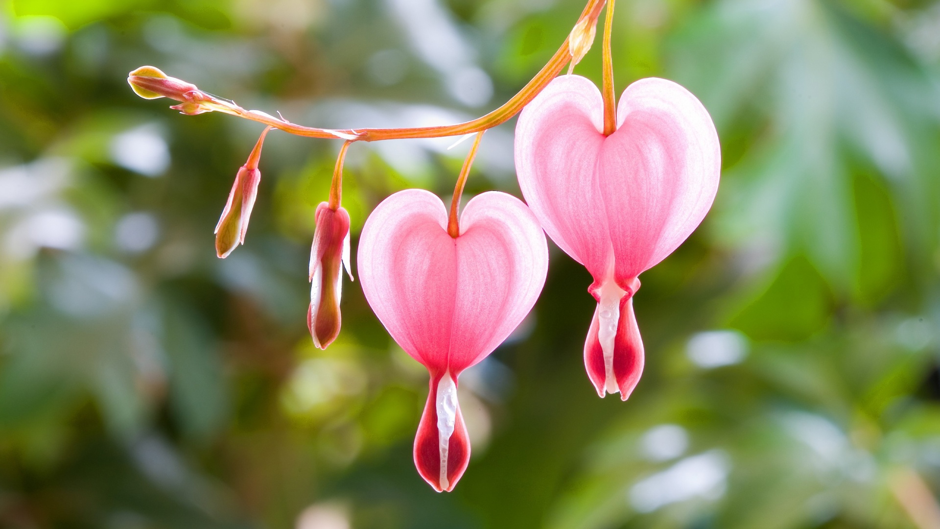 Cute Flowers Heart - HD Wallpaper 