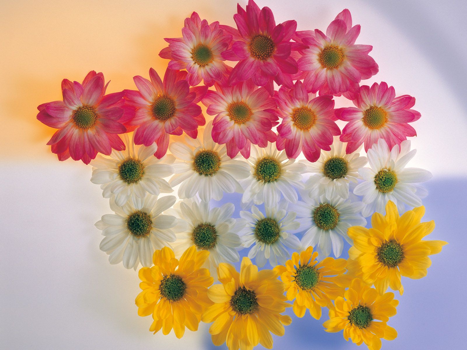 Beautiful Flowers Hd Wallpapers - HD Wallpaper 