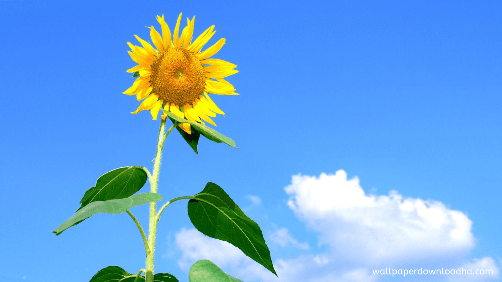 King James Version Psalm 118 24 - HD Wallpaper 