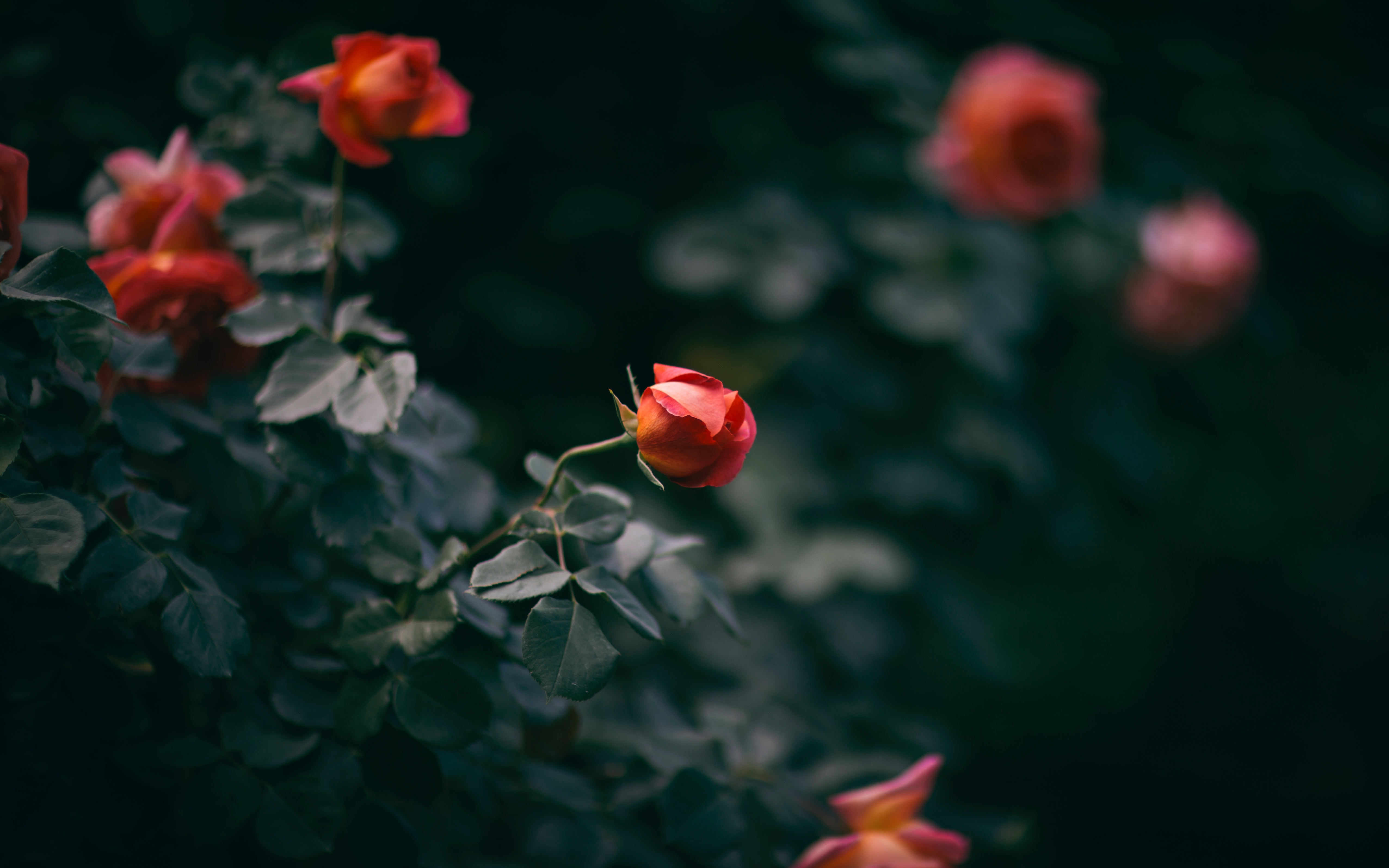 Download Wallpaper Rose, Flower, Bush, Buds Hd Background - Thanks God For  Love - 5105x3191 Wallpaper 