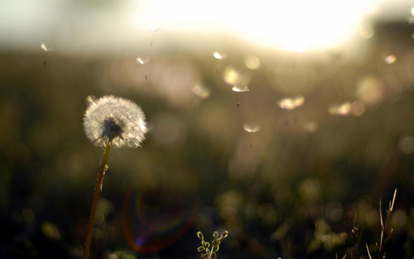 Dandelion Wind - HD Wallpaper 