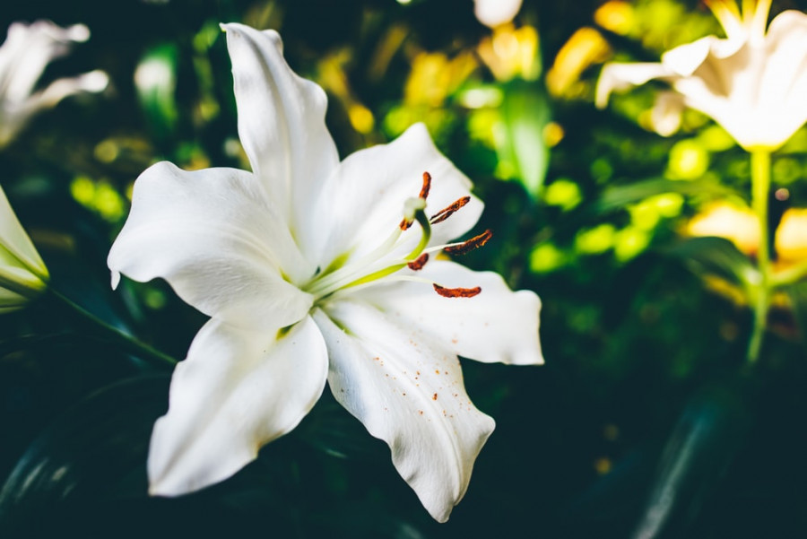 12 Lily Pictures - Lily Flower - HD Wallpaper 