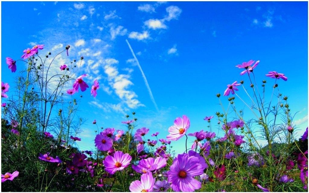 Wild Flowers Free Download - HD Wallpaper 