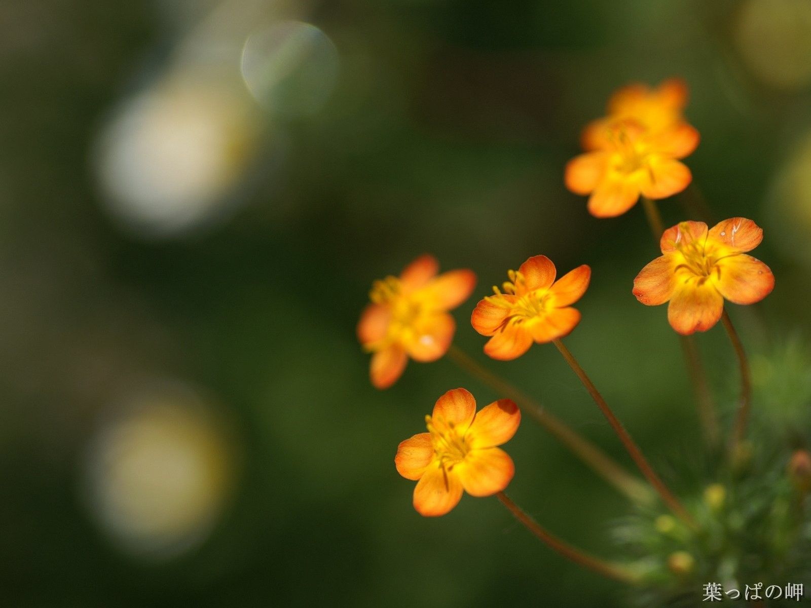 Cute Flowers Wallpapers In Best Px Resolutions Ashli - Yellow Flower Photo Hd - HD Wallpaper 