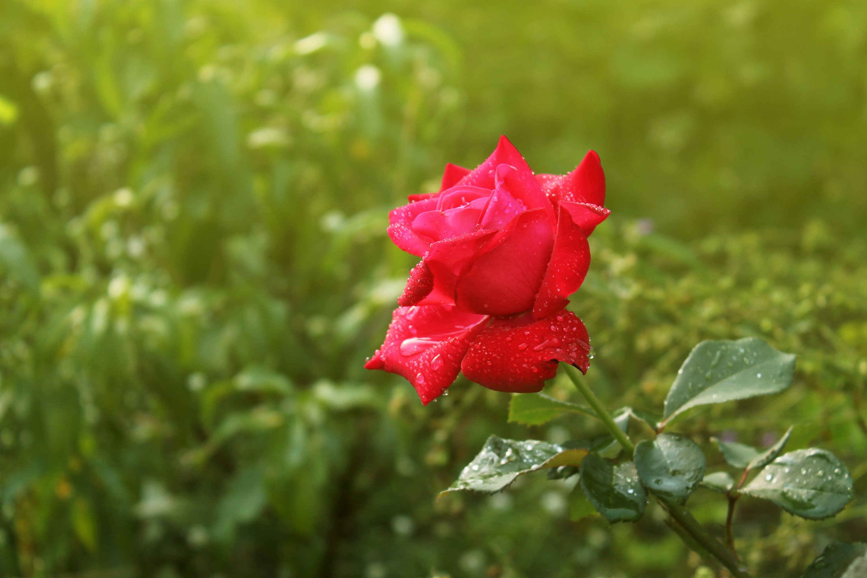 Leaves, Download,free, Smart Phones Ios, Flower Wallpaper - Une Belle Fleur Rose - HD Wallpaper 