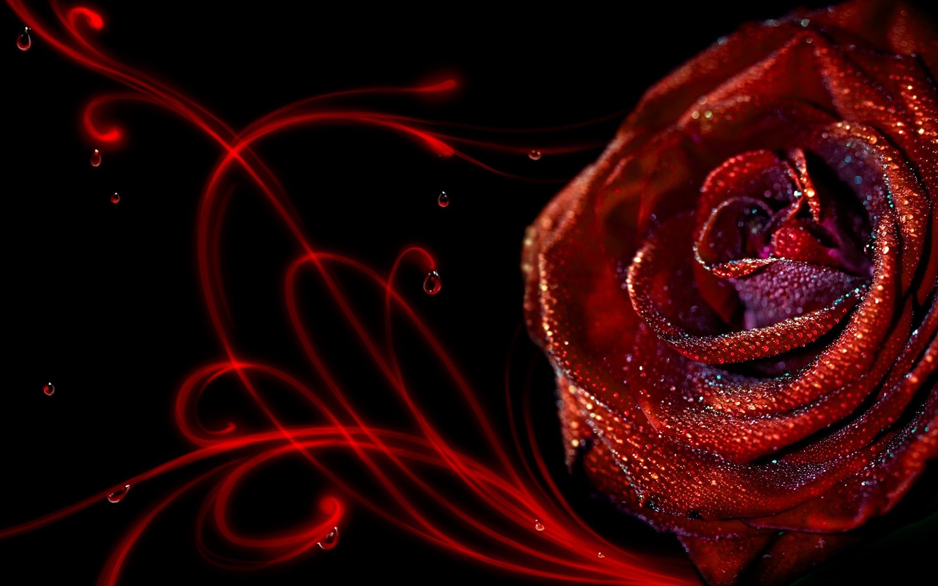 Rose Flower Wallpaper Hd - Fondos De Pantalla De Pasion - HD Wallpaper 