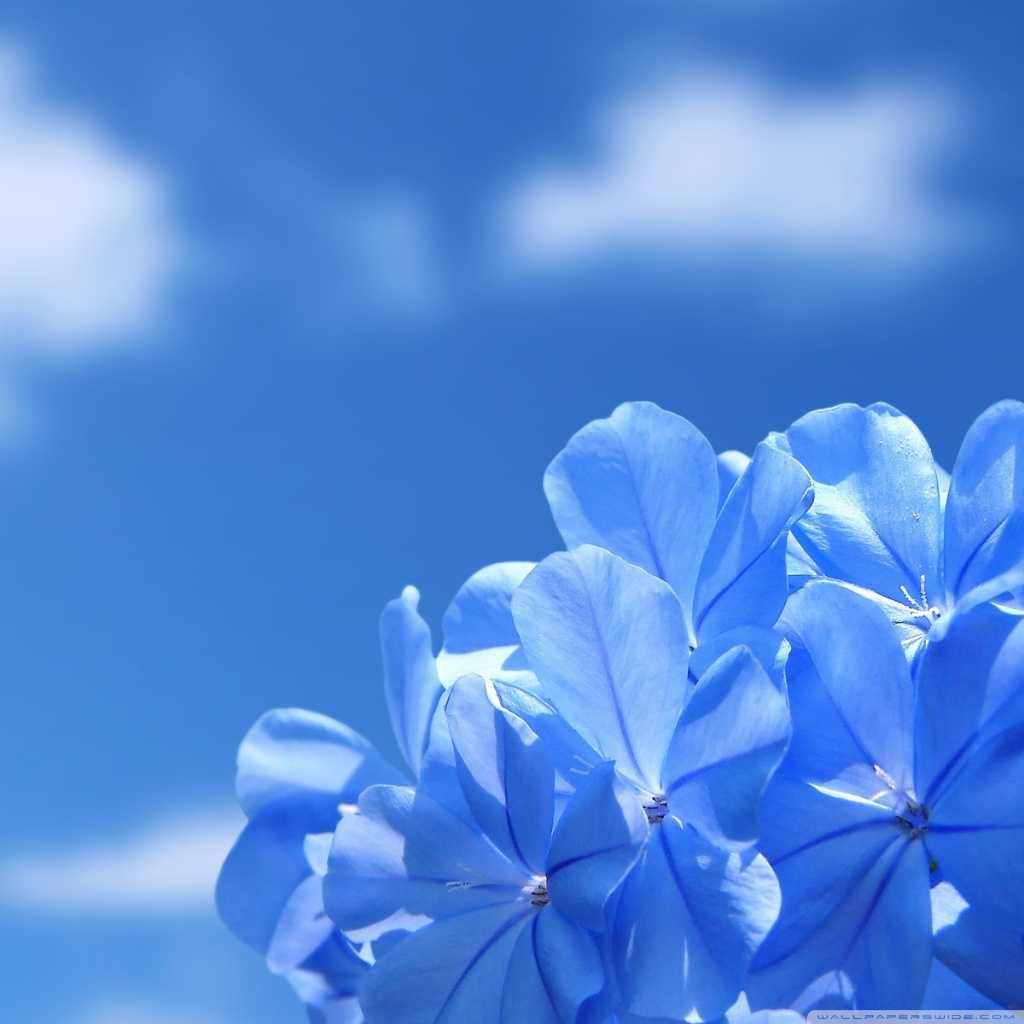 All Flower Wallpaper Free Download All Flower Wallpaper - Flowers Wallpaper Images Hd - HD Wallpaper 