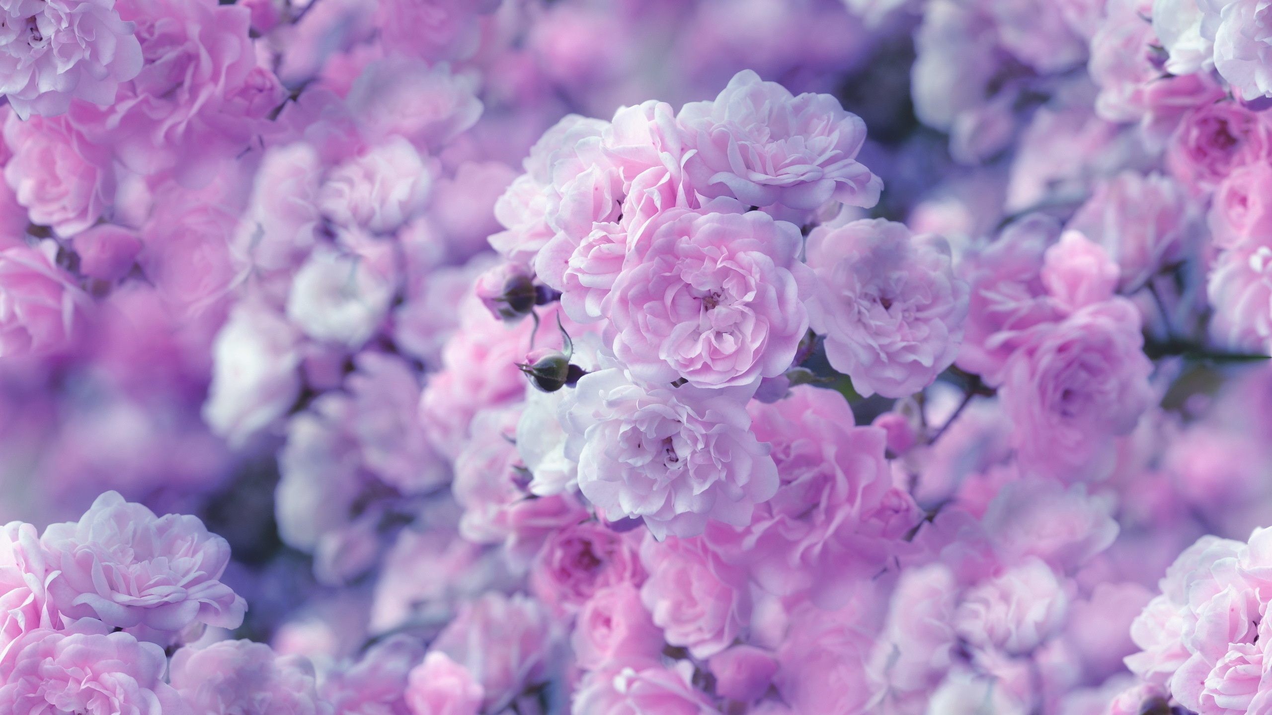 Purple Flowers Wallpapers - Pink And Purple Flower Aesthetic - 2560x1440  Wallpaper 
