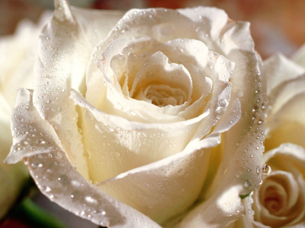 Beautiful Flower Wallpapers - Beautiful Wallpaper Flower Nature - 1024x768 Wallpaper Beautiful Flower Wallpapers - Beautiful Wallpaper Flower Nature - 1024x768 Wallpaper