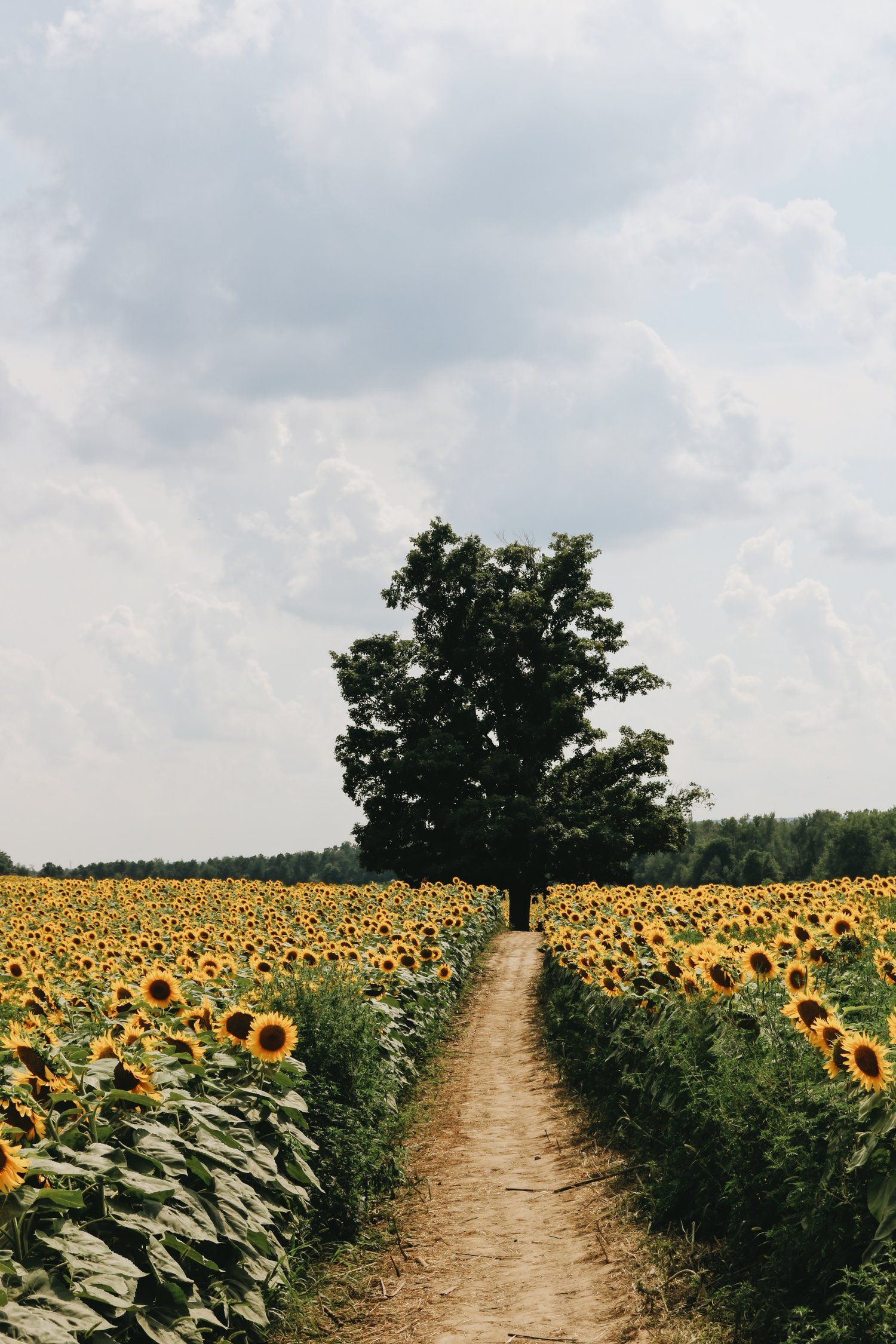 Background Nature - HD Wallpaper 